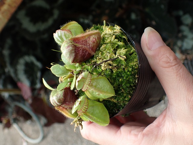 E629 1-1 Cephalotus follicularis `Big Boy ' - Y's Exotics （山田食