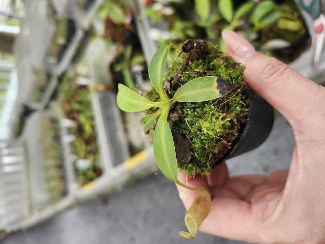P173 5-1 N. (bicalcarata x campanulata) x lowii #NNN | Y's Exotics