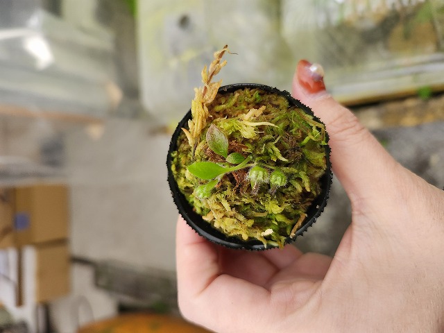 Y757 1-2 Cephalotus follicularis {mixed clones, of Hummer's Giant