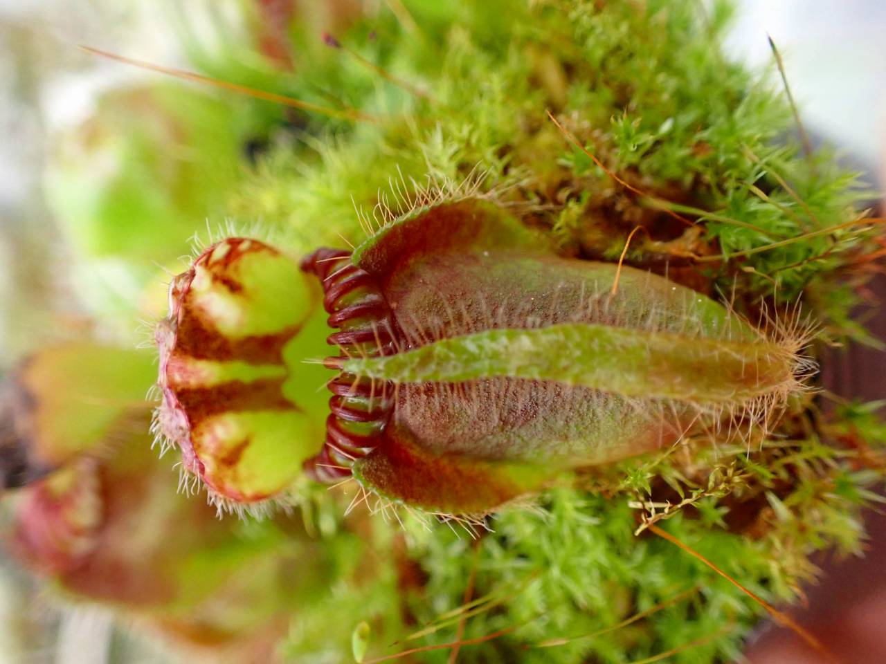 G018 1-1 #BBB Cephalotus follicularis {seedling of Hummer'S Giant