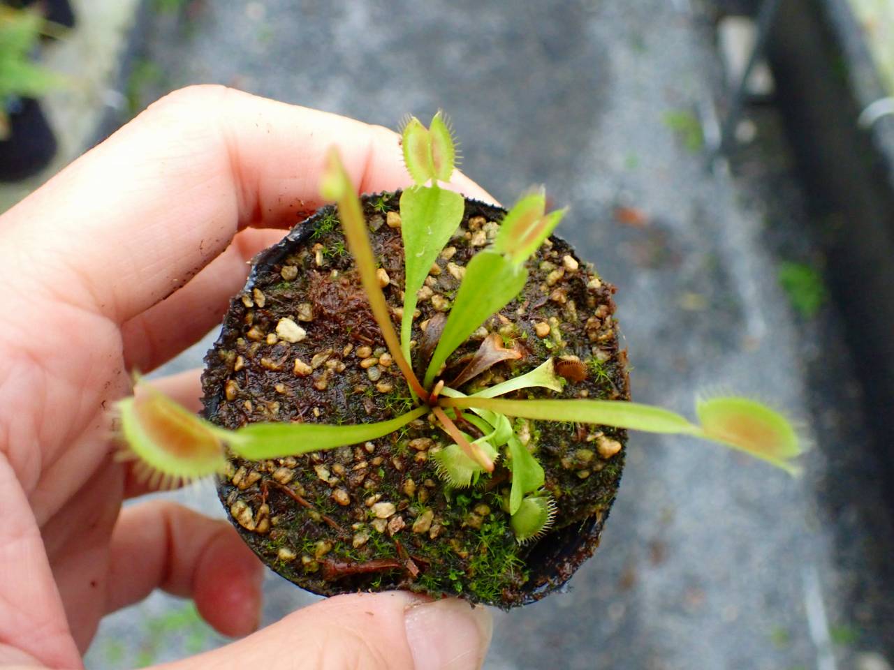 P932 5-1 Dionaea muscipula Towering Giant CK - Y's Exotics （山田