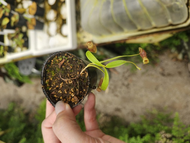 P603 1-2 N. jamban Y's Lab - Y's Exotics （山田食虫植物農園）