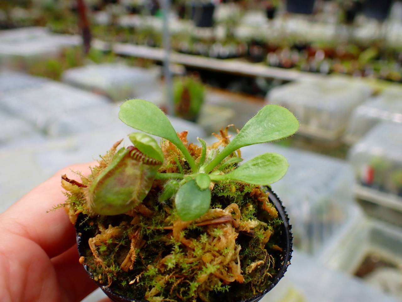 E129 1-1 Cephalotus follicularis `German Giant' C.C - Y's Exotics