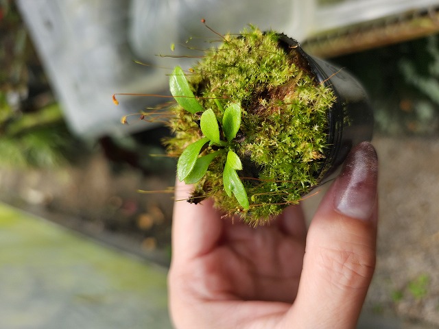 P302 1-1 Cephalotus follicularis (clone1) YG | Y's Exotics