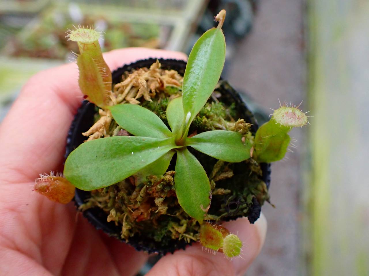 E248 1-4 N. (sumatrana x boschiana #1 EP) x [(campanulata konan) x