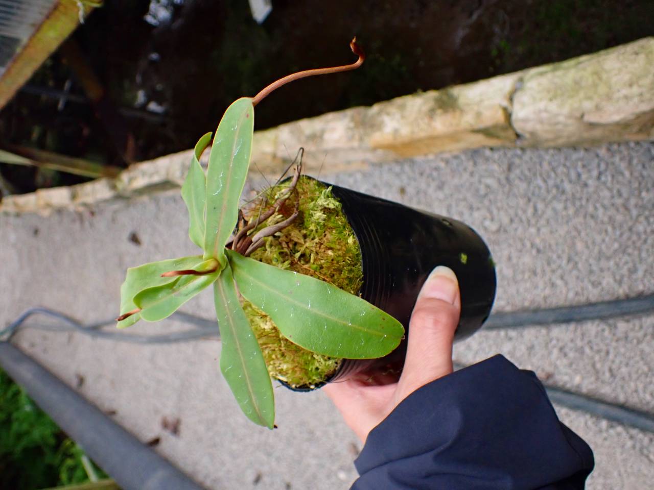 G571 1-2 #BBB N. spectailis (Giant) x undulatifolia (ISC) AW - Y's