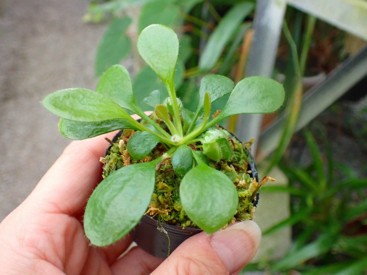 J153 3-2 [YA-30] Cephalotus follicularis Giant Y's Lab - Y's