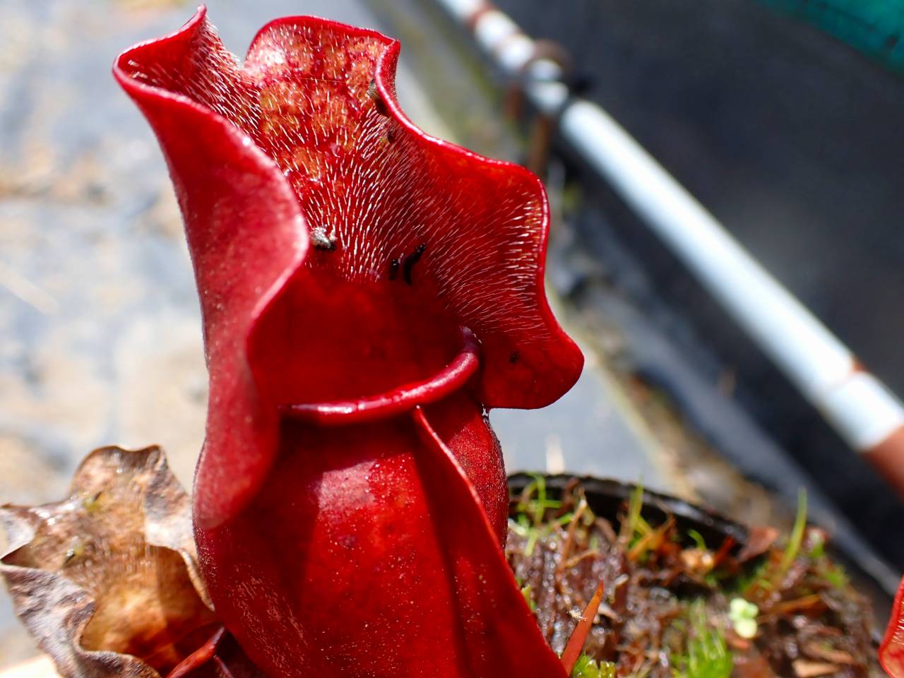 R531 S. purpurea ssp. venosa (伊勢花菖蒲園選別丸形株 No.15) MS