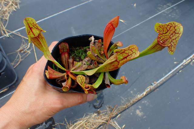 P298 1ura S. Hybrid (seedling) Y's | Y's Exotics （山田食虫