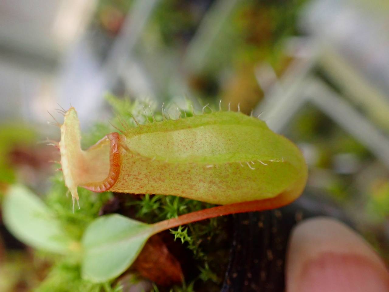 R640 1-4 N. ventricosa `mayon red' x macrophylla #NNN - Y's