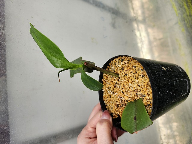 J531 1-4 N. rigidifolia | Y's Exotics （山田食虫植物農園）