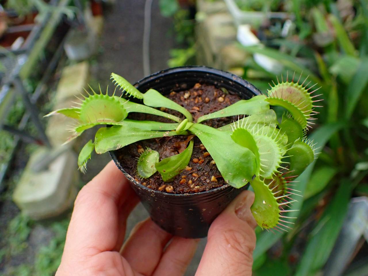 G994 3-2 Dionaea muscipula B52 Y's Lab - Y's Exotics （山田食虫