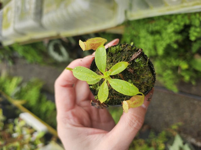 G441 1-4 N. (maxima x campanulata) x xharryana Tambuyukon #NNN
