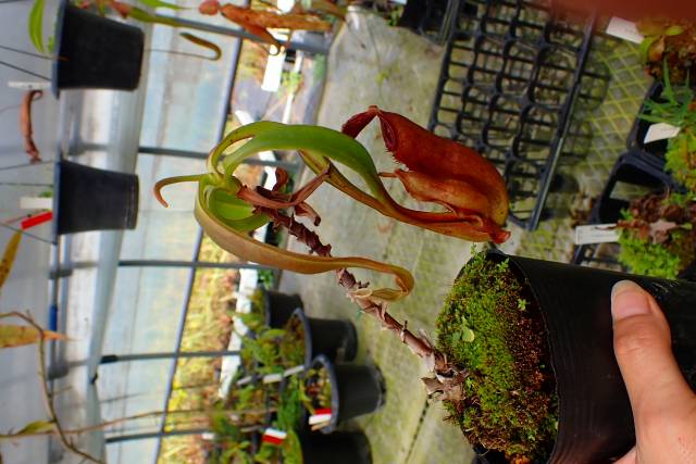 R116 4-2 N. mirabilis winged x {maxima x (maxima x Mixta