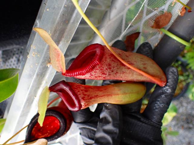 G909 5-3 N. ventricosa (Mt. Mayon) No.17 YN | Y's Exotics （山田食