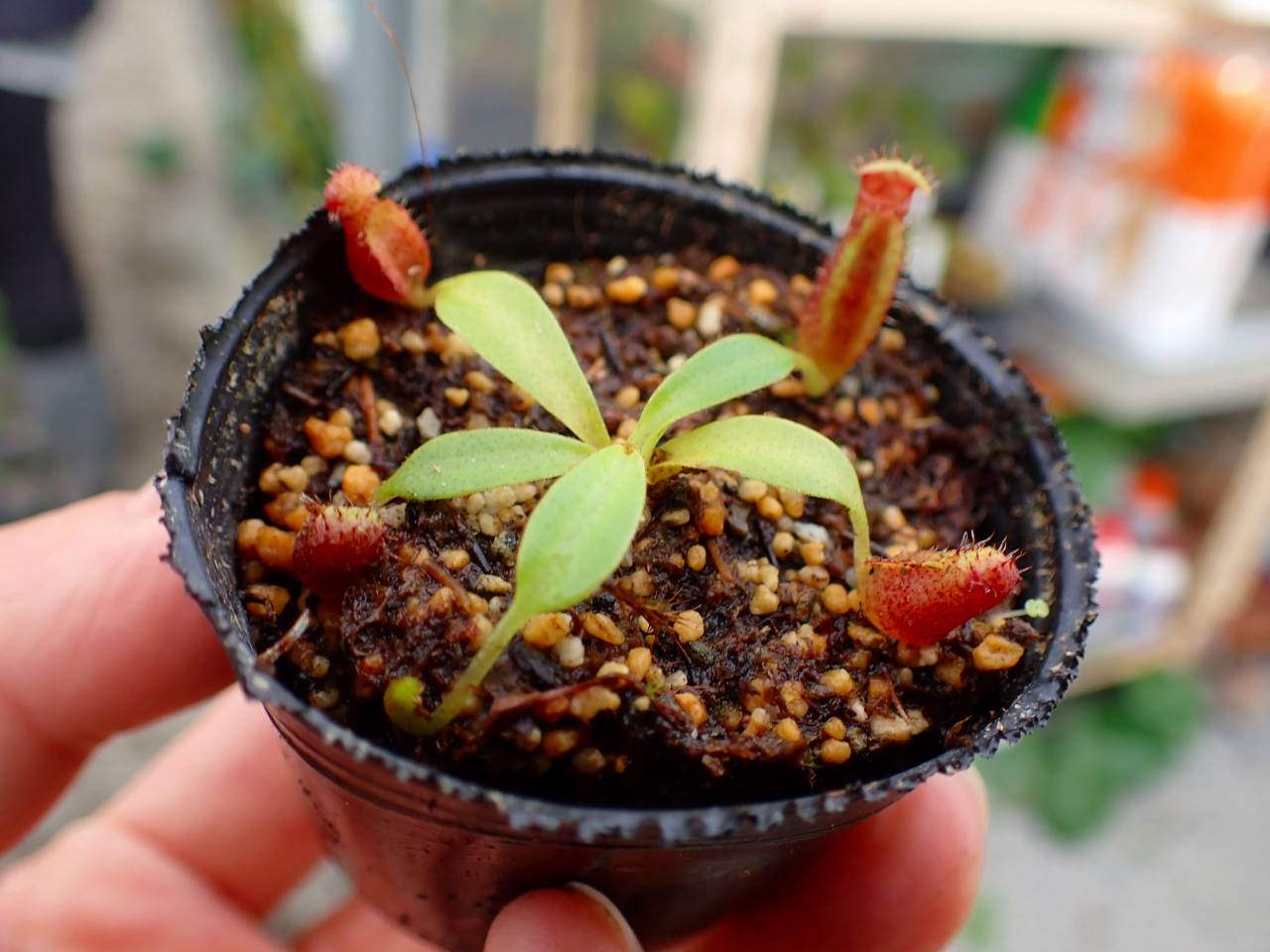 P226 1-2 #BBB N. lowii x macrophylla #NNN - Y's Exotics （山田食虫