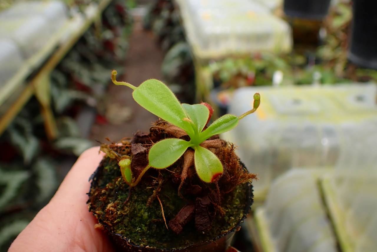 E224 1-3 N. kinabaluensis x lowii #NNN - Y's Exotics （山田食虫