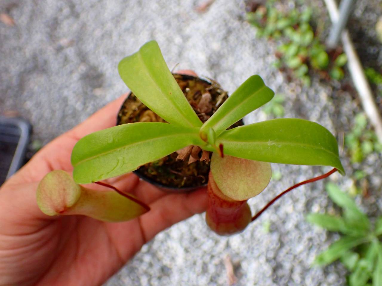 P746 5-3 N. ventricosa-red seedling Y's - Y's Exotics （山田食虫