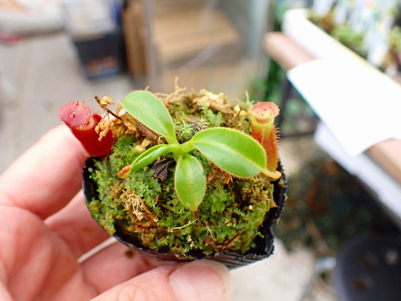 G146 1H N. xkinabaluensis x lowii #NNN - Y's Exotics （山田食虫