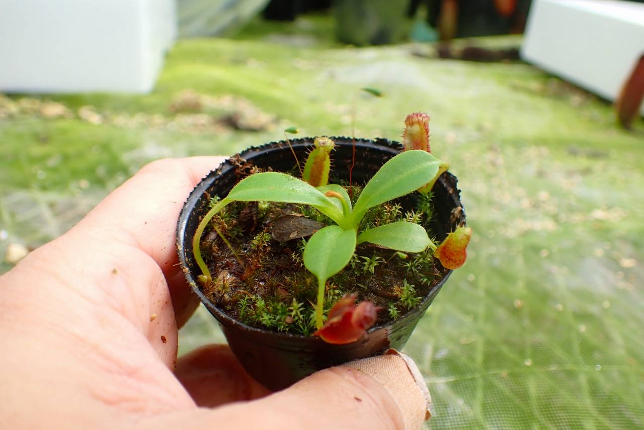 E172 1-3 N. lowii x villosa #NNN - Y's Exotics （山田食虫植物農園）