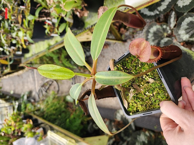 R415 1-2 N. edwardsiana (Tambuyukon) - Y's Exotics （山田食虫植物