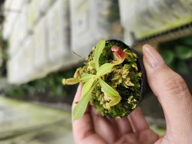 Phantasmagoria PR 1枚 G541 1-4 N. lowii x macrophylla #NNN - Y's Exotics （山田食虫植物