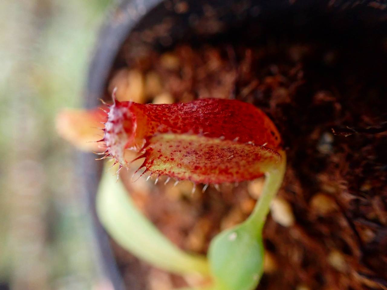 植物販売 1989 Plants の通販ページ 1989 Online Store