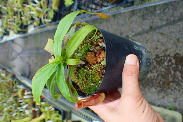 E546 4-1 N. sp. philippinence | Y's Exotics （山田食虫植物農園）