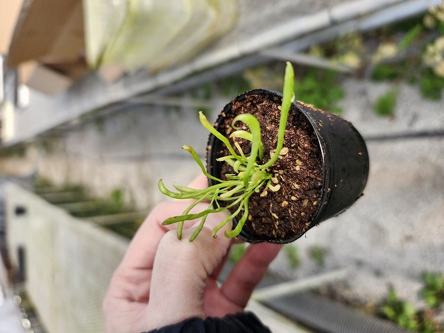 は*ん様 食虫植物 Darlingtonia californica 株分け O160 2H Darlingtonia californica Y's Lab - Y's Exotics （山田食虫