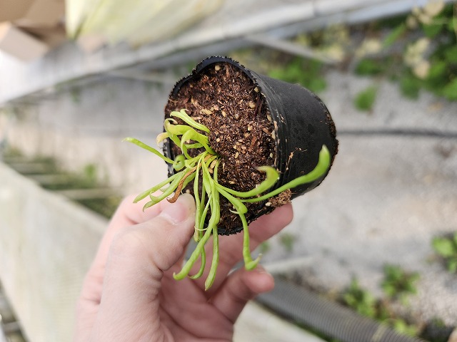 O125 2H Darlingtonia californica Y's Lab - Y's Exotics （山田食虫