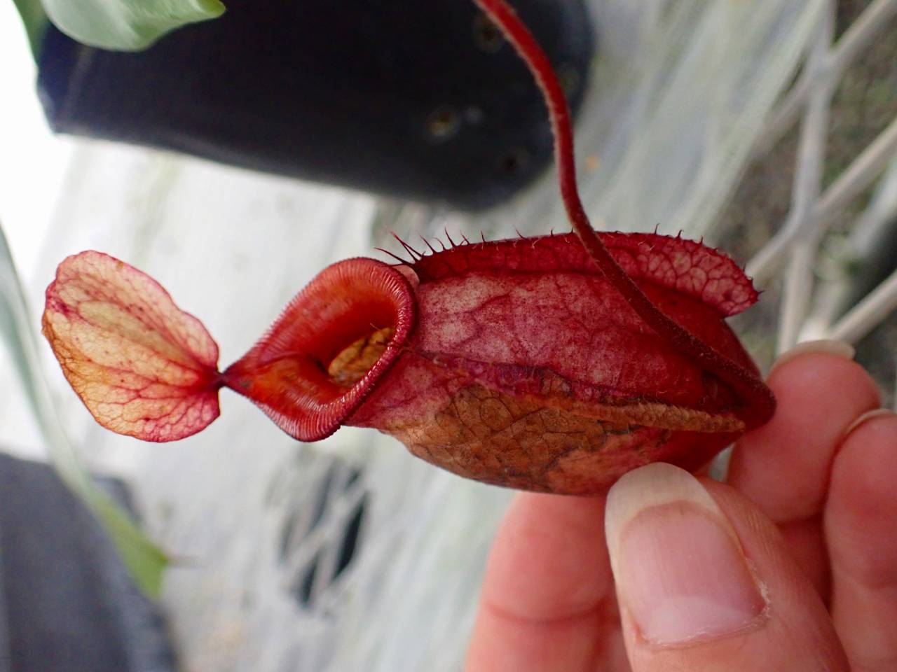 P077 3-2 N. viking x ampullaria variegata KIN - Y's Exotics （山田