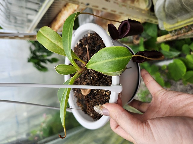 ゼロの大空洞　タロ　カスミのラプラス　ヒビキのホウオウ　テラパゴス　etc R217 1-4 N. jacquelineae x lowii konan | Y's Exotics （山田
