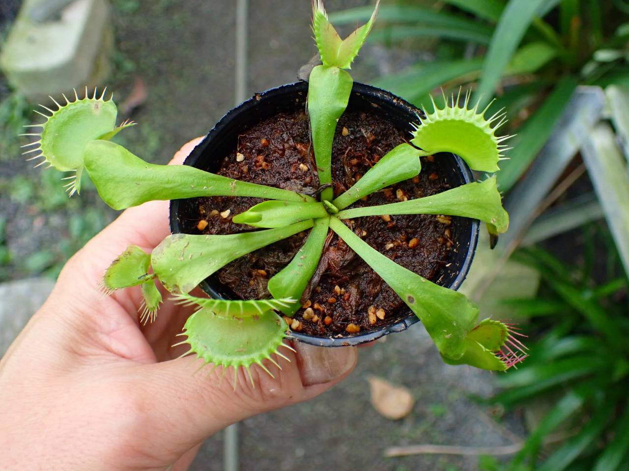 G947 3-2 Dionaea muscipula B52 Y's Lab - Y's Exotics （山田食虫