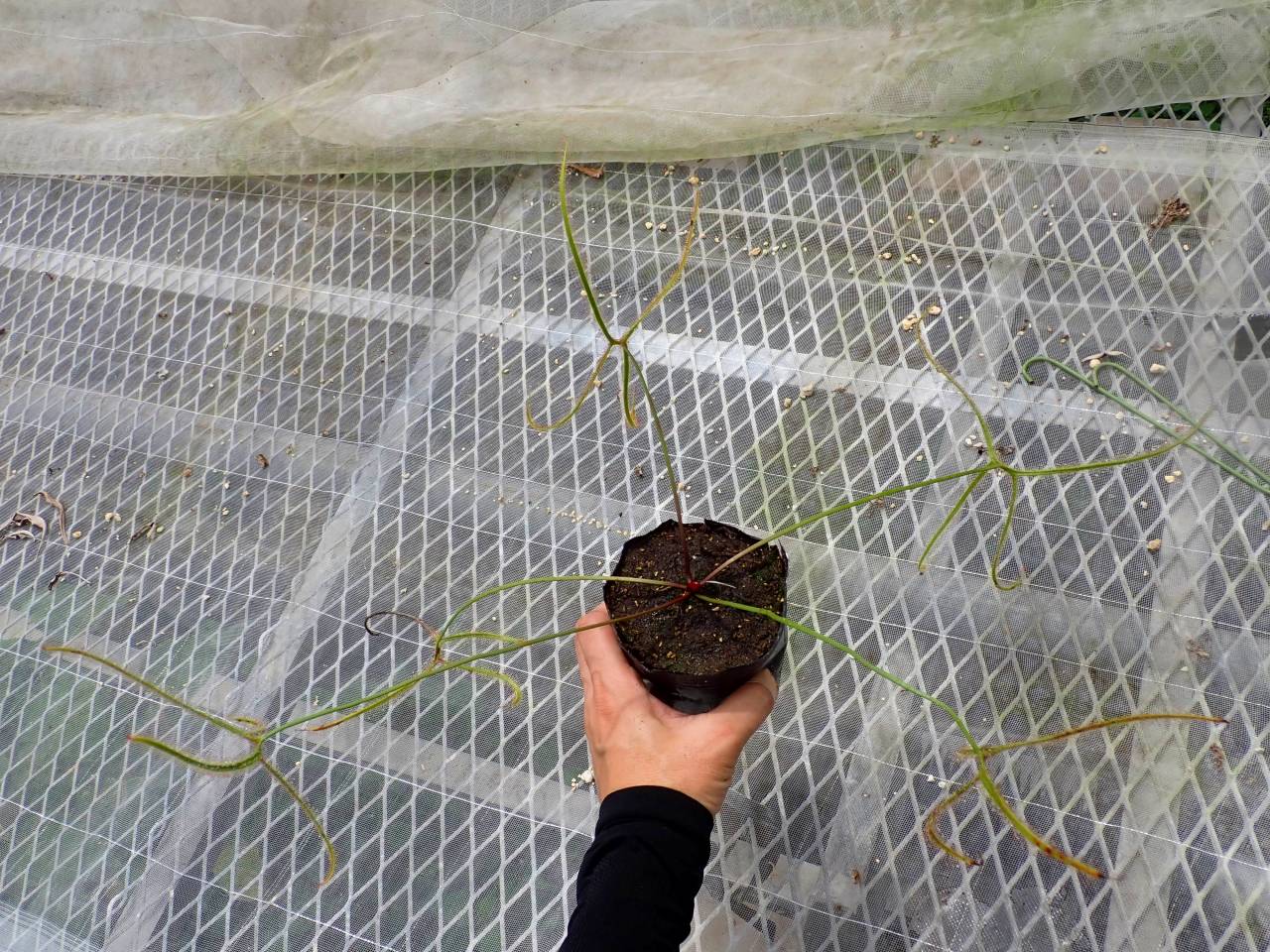G249 4-1 D. binata var. dichotoma f. extrema (Giant plant) CK