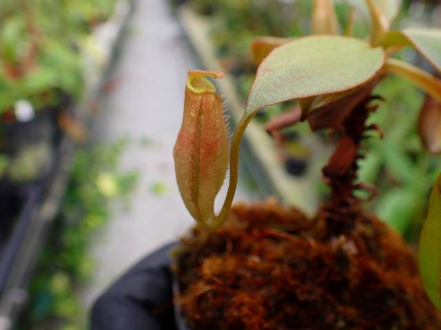 G663 5-3 N. longifolia (red) NE-63B MT | Y's Exotics （山田食虫