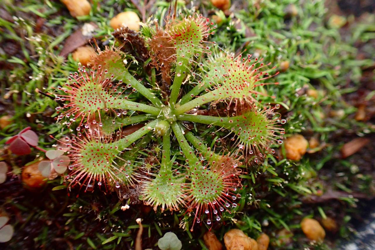 G952 4-1 D. xtokaiensis | Y's Exotics （山田食虫植物農園）