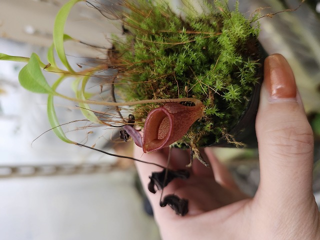 G879 1-4 N. jamban Deni - Y's Exotics （山田食虫植物農園）