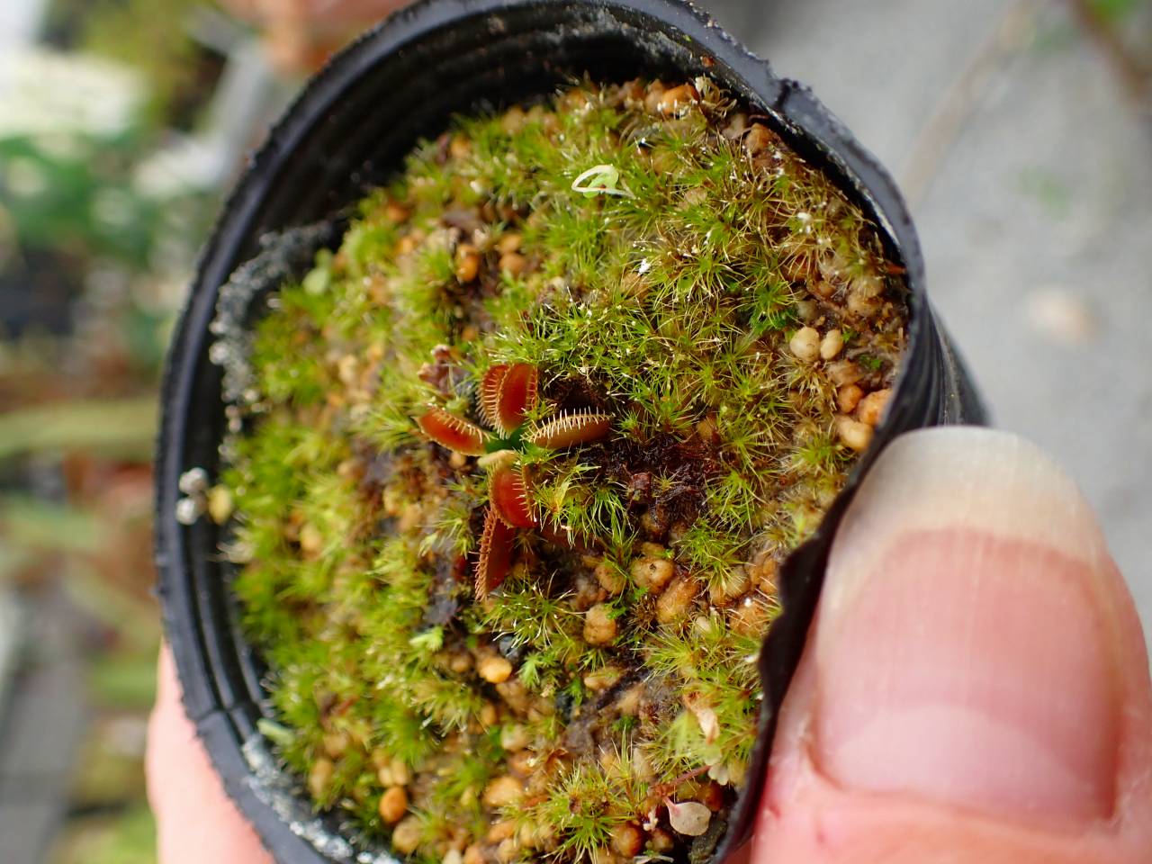 G779 5-2 Dionaea muscipula 