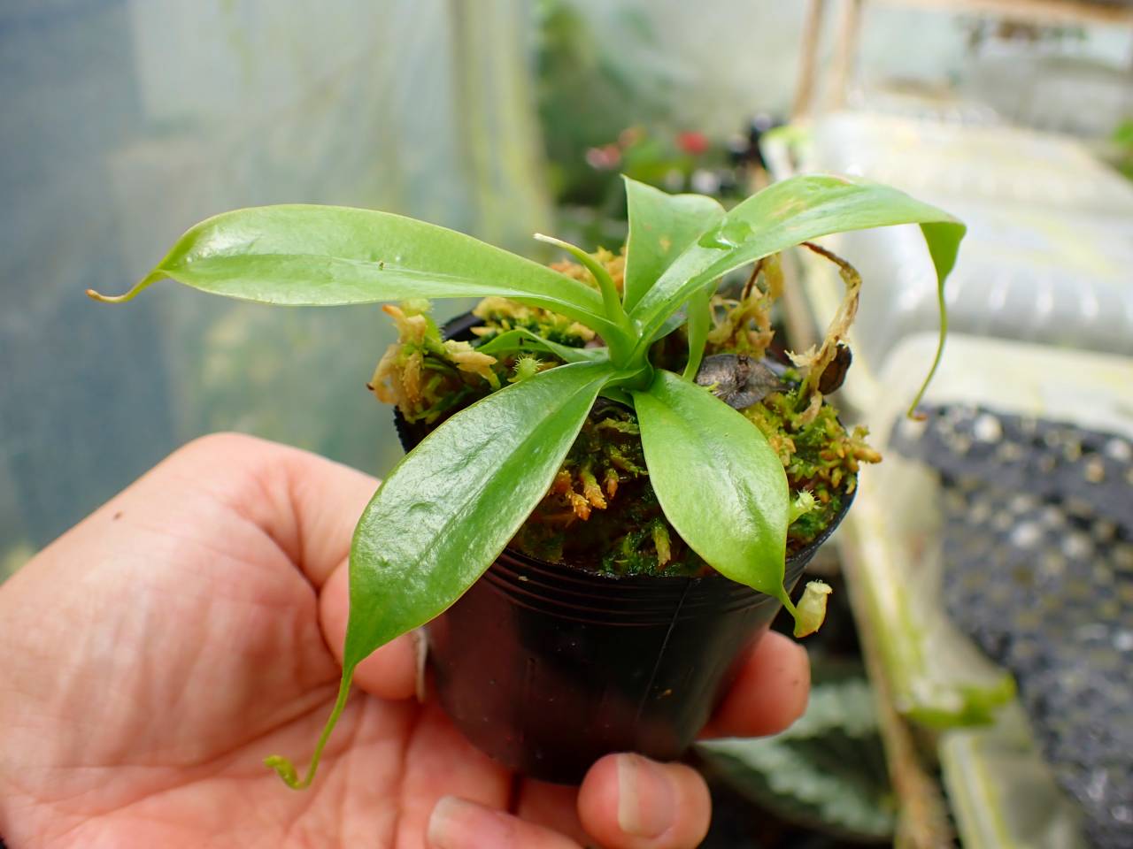 2000年前後ネペンテス初期 ダブルニー シンチバック G898 1-4 [YA-100] N. sibuyanensis Y's Lab - Y's Exotics （山田食虫