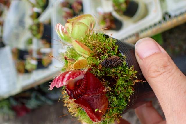 P097 1-1 Cephalotus follicularis `Big Boy' Cedric | Y's