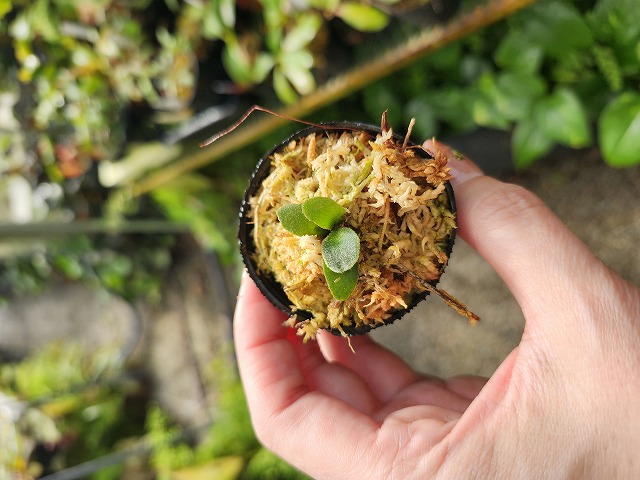 E176 1-4 Platycerium willinkii `Jenny' TC | Y's Exotics （山田食虫