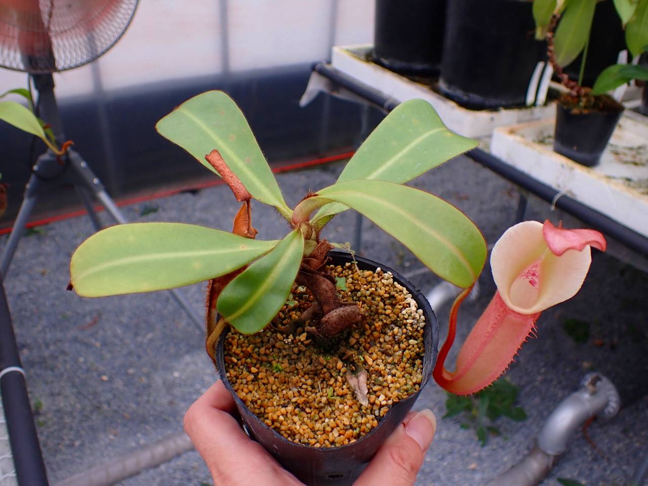 Y606 5-1 N. veitchii-highland x lowland No.269 EP - Y's Exotics