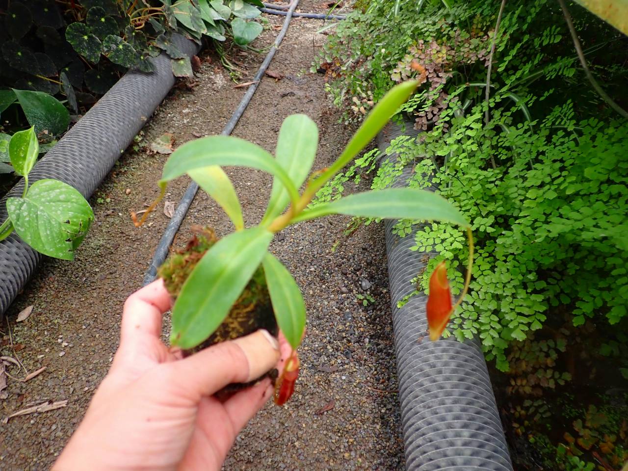 E220 1-3 N. singalana (seedling) | Y's Exotics （山田食虫植物農園）