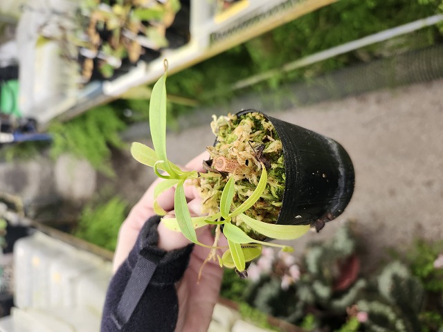 Y945 1-2 N. jamban Y's Lab | Y's Exotics （山田食虫植物農園）