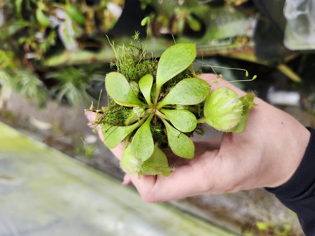 その他観葉植物 Cephalotus follicularis`GermanGiant' C.C その他観葉植物 Cephalotus follicularis`GermanGiant' C.C