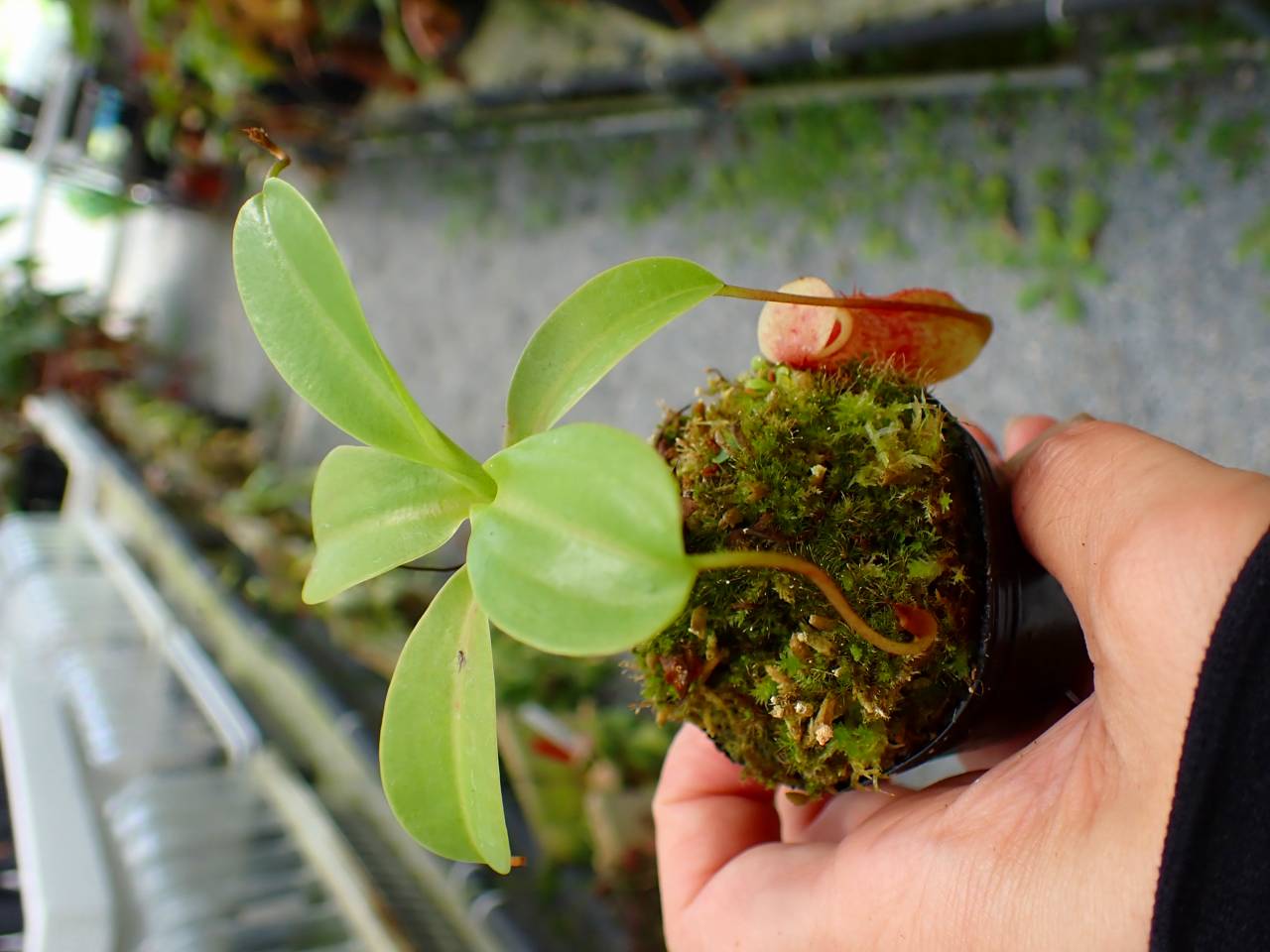 P955 5-1 N. ventricosa madja-as x rajah #NNN - Y's Exotics （山田