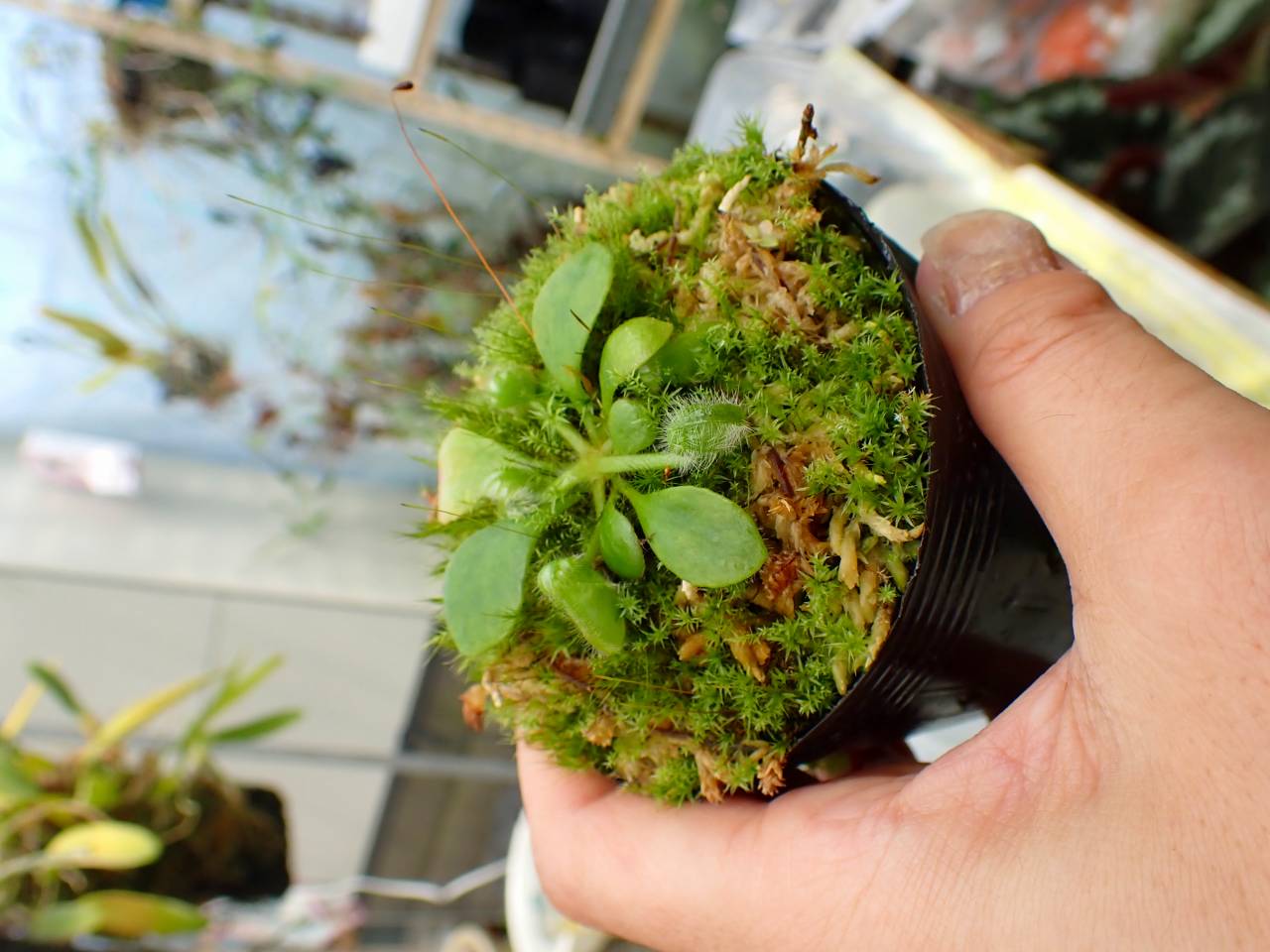 E153 1-1 Cephalotus follicularis GS - Y's Exotics （山田食虫植物農園）
