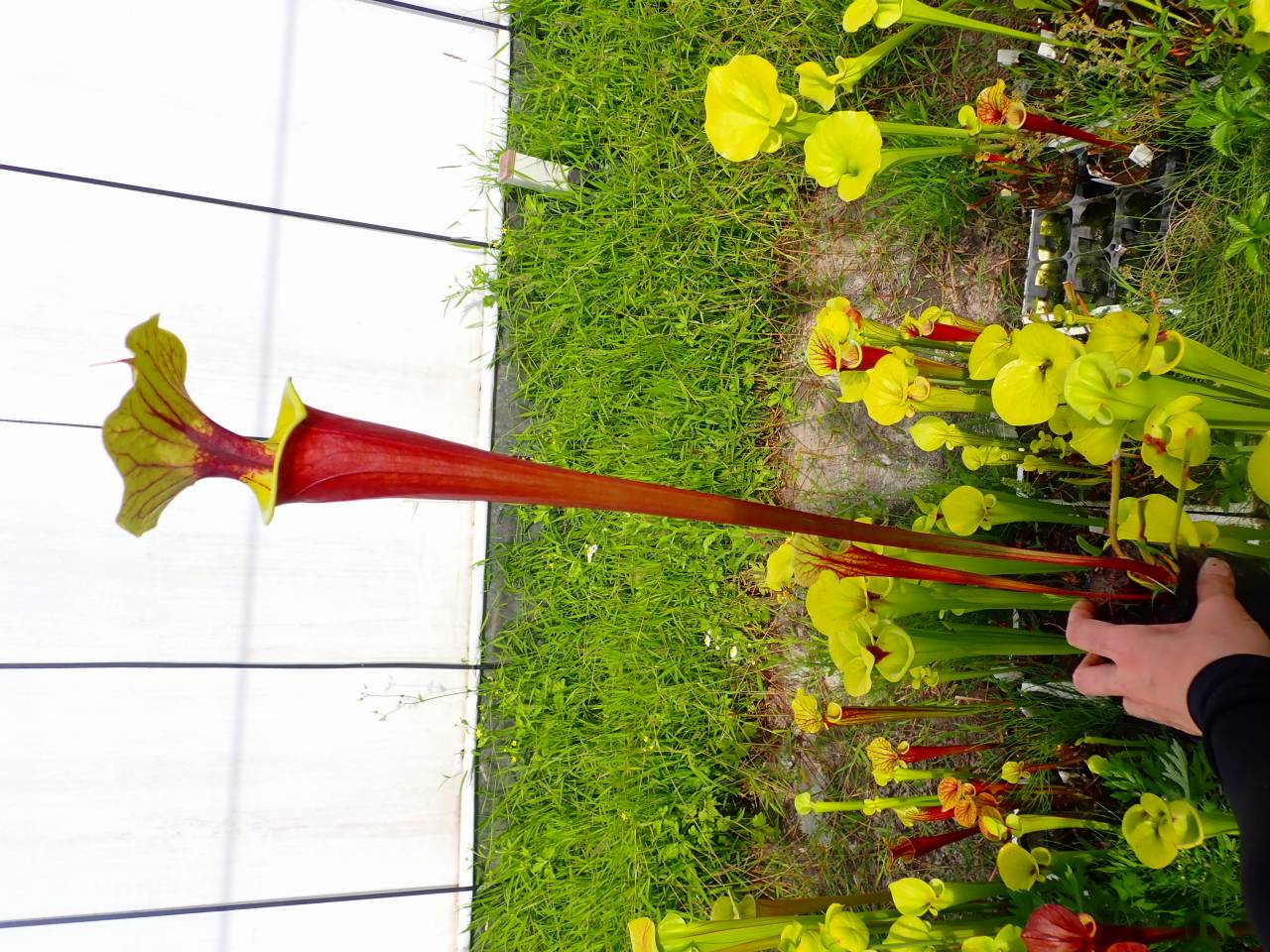 ゴローニャぱいせん G561 S. flava var. rubricorpora (giant red tube seedling) David