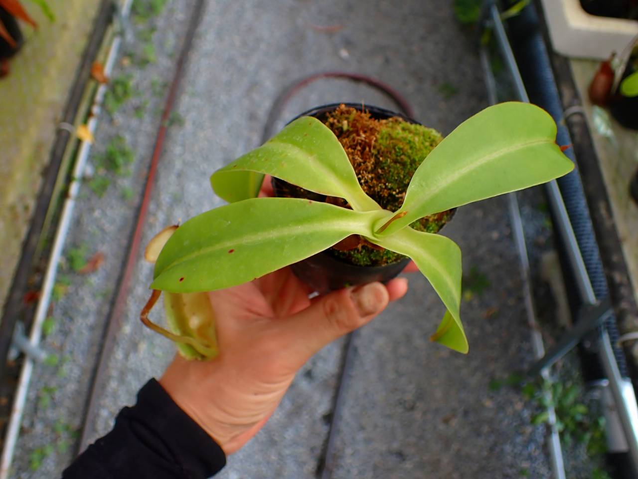 P125 5-3 N. veitchii x northiana red Y's Lab - Y's Exotics （山田
