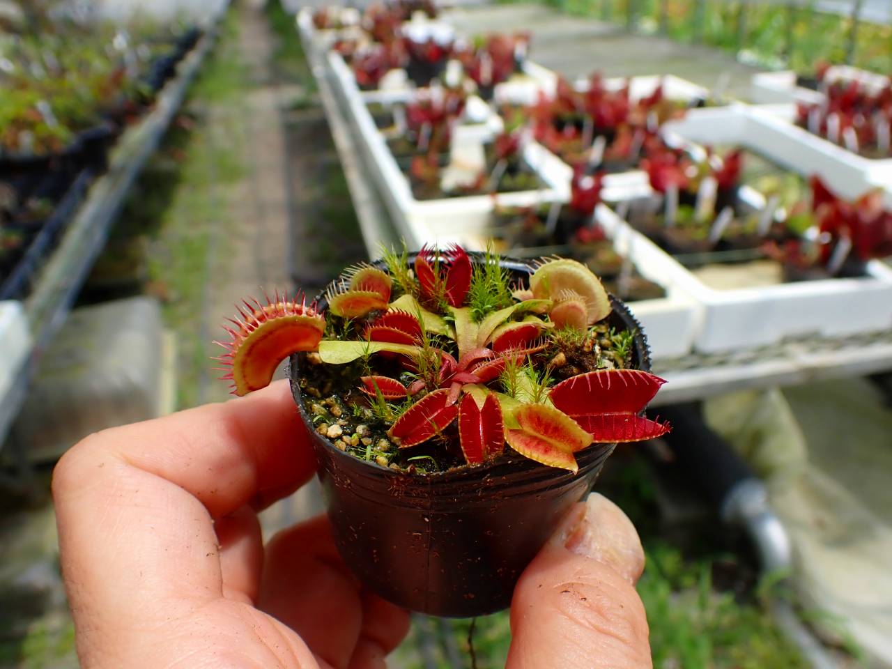 Y575 4-1 #BBB Dionaea muscipula 鈴木系 実生 - Y's Exotics （山田食
